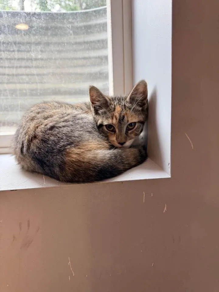 A baby medium-sized female Tortoiseshell Domestic Short Hair cat named Bonnie for adoption in Great Mills, MD