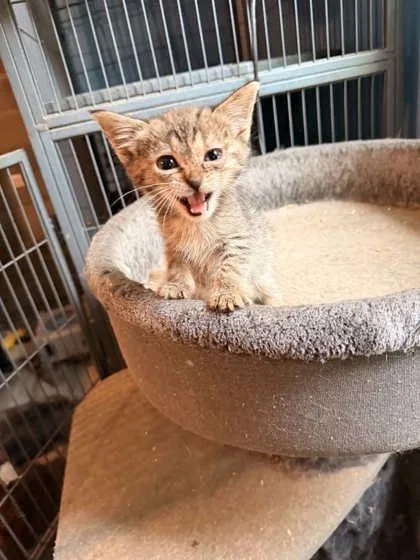 A baby medium-sized female Domestic Short Hair cat named Banshee for adoption in Picayune, MS
