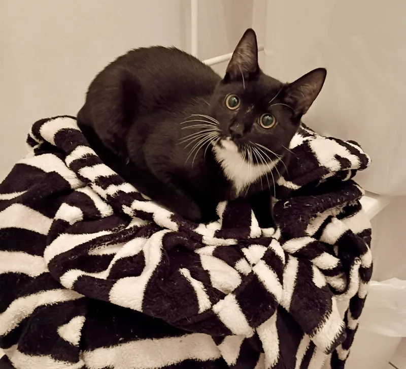 Patty Cake thumbnail 2