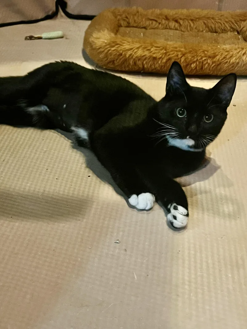 Patty Cake thumbnail 3