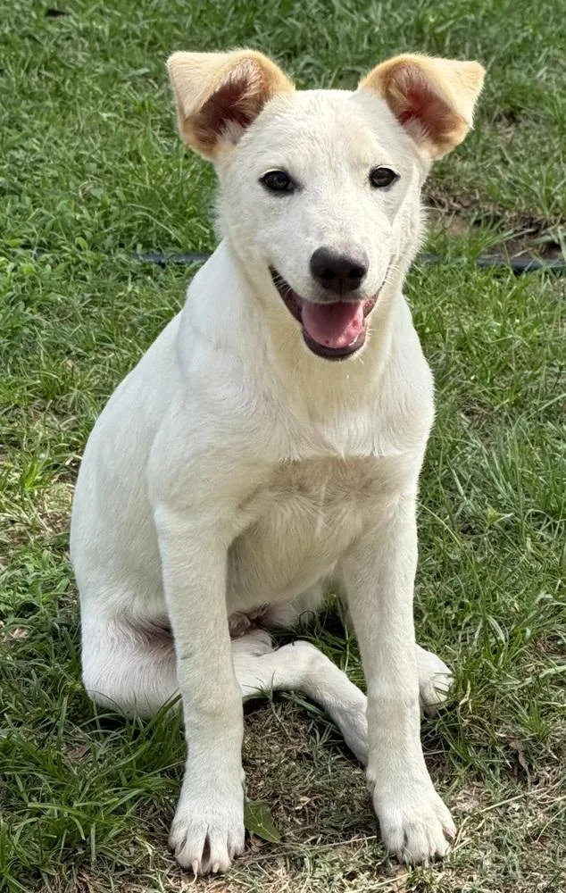 A baby medium-sized female White / Cream Mixed Breed dog named Elsa for adoption in Brookshire, TX