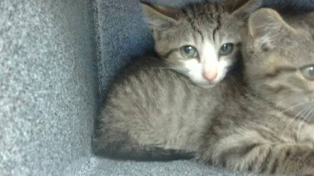 A baby small-sized male Domestic Short Hair cat named Doonie for adoption in Dallas, TX