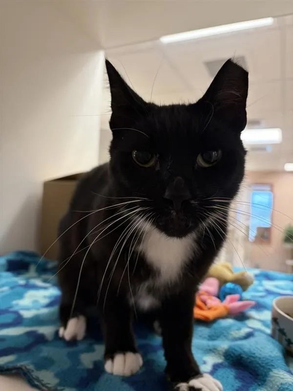 An adult medium-sized male Domestic Short Hair cat named Popsicle for adoption in Great Falls, MT