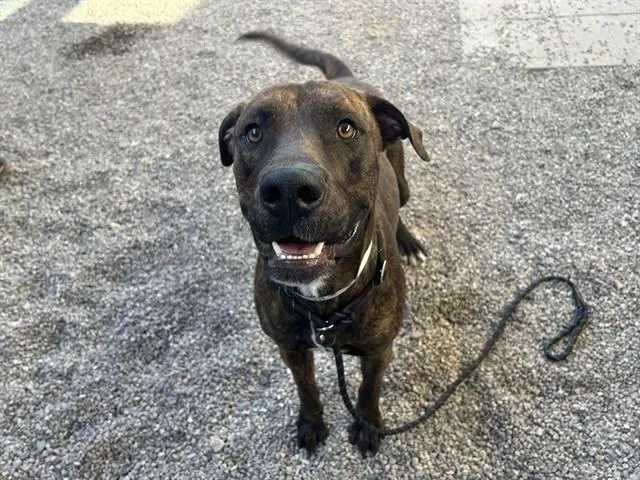 A young large-sized male Labrador Retriever dog named Colby for adoption in Mesa, AZ