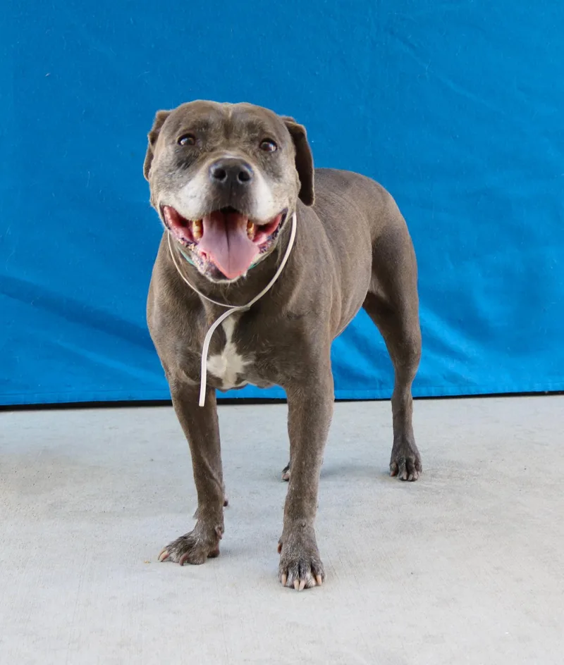 A senior large-sized female Pit Bull Terrier dog named Millie for adoption in Pasadena, CA