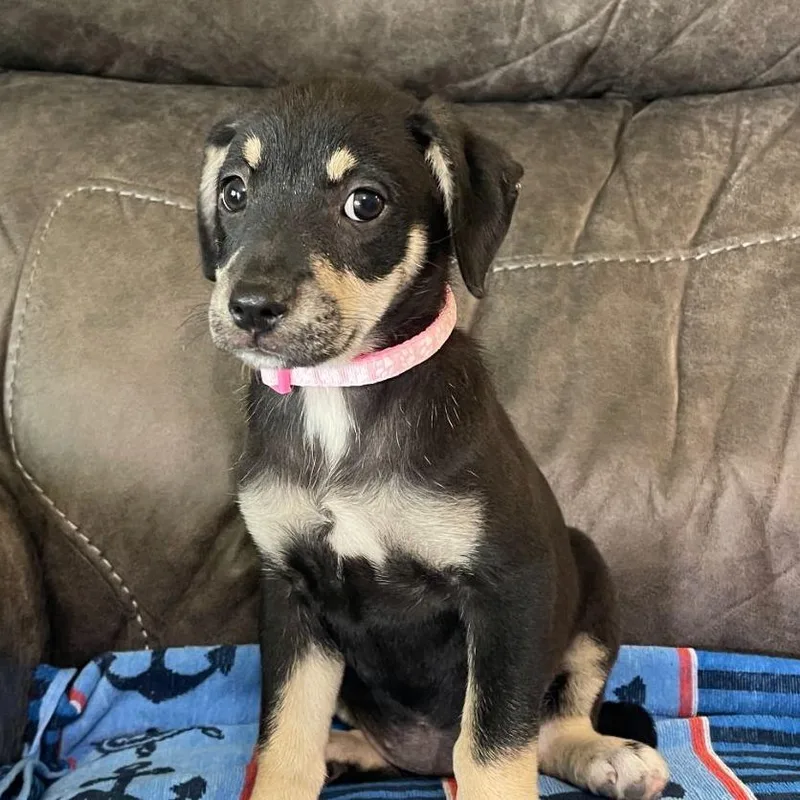 A baby small-sized female Black Mixed Breed dog named Glory for adoption in Allentown, PA