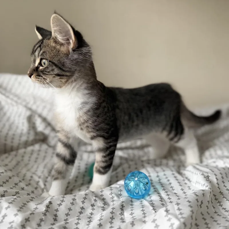 A baby small-sized male Brown / Chocolate Domestic Short Hair cat named Caesar gorgeous tabby for adoption in Carmel, IN