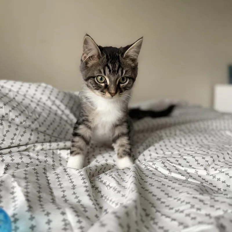 Caesar  gorgeous tabby thumbnail 2