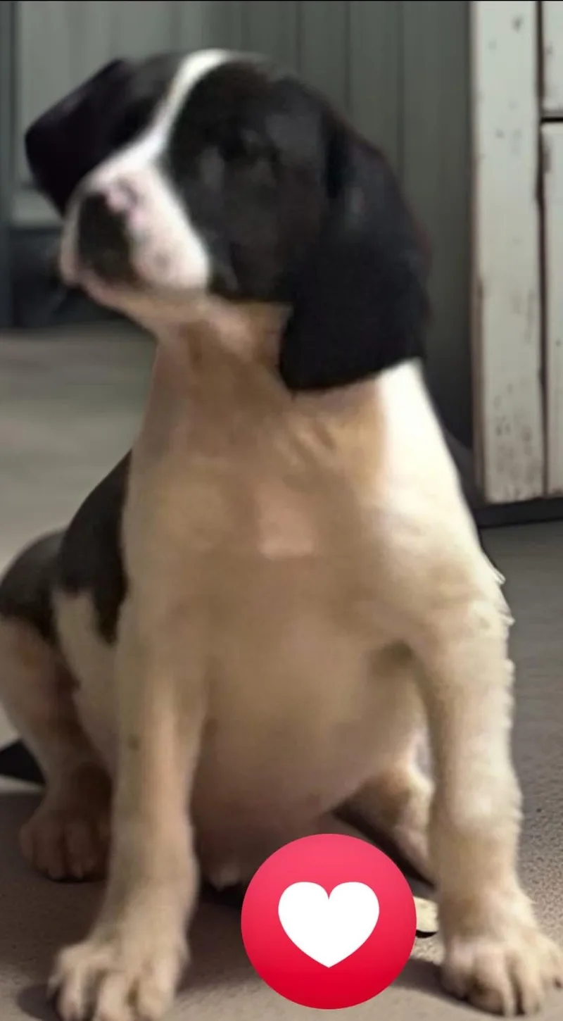 A baby medium-sized male White / Cream Beagle dog named Milfred for adoption in Woodbury, NJ