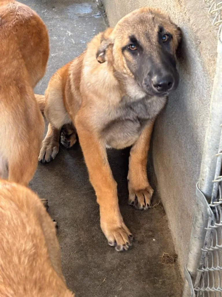 A baby medium-sized female Belgian Shepherd / Malinois dog named Athena for adoption in McFarland, CA