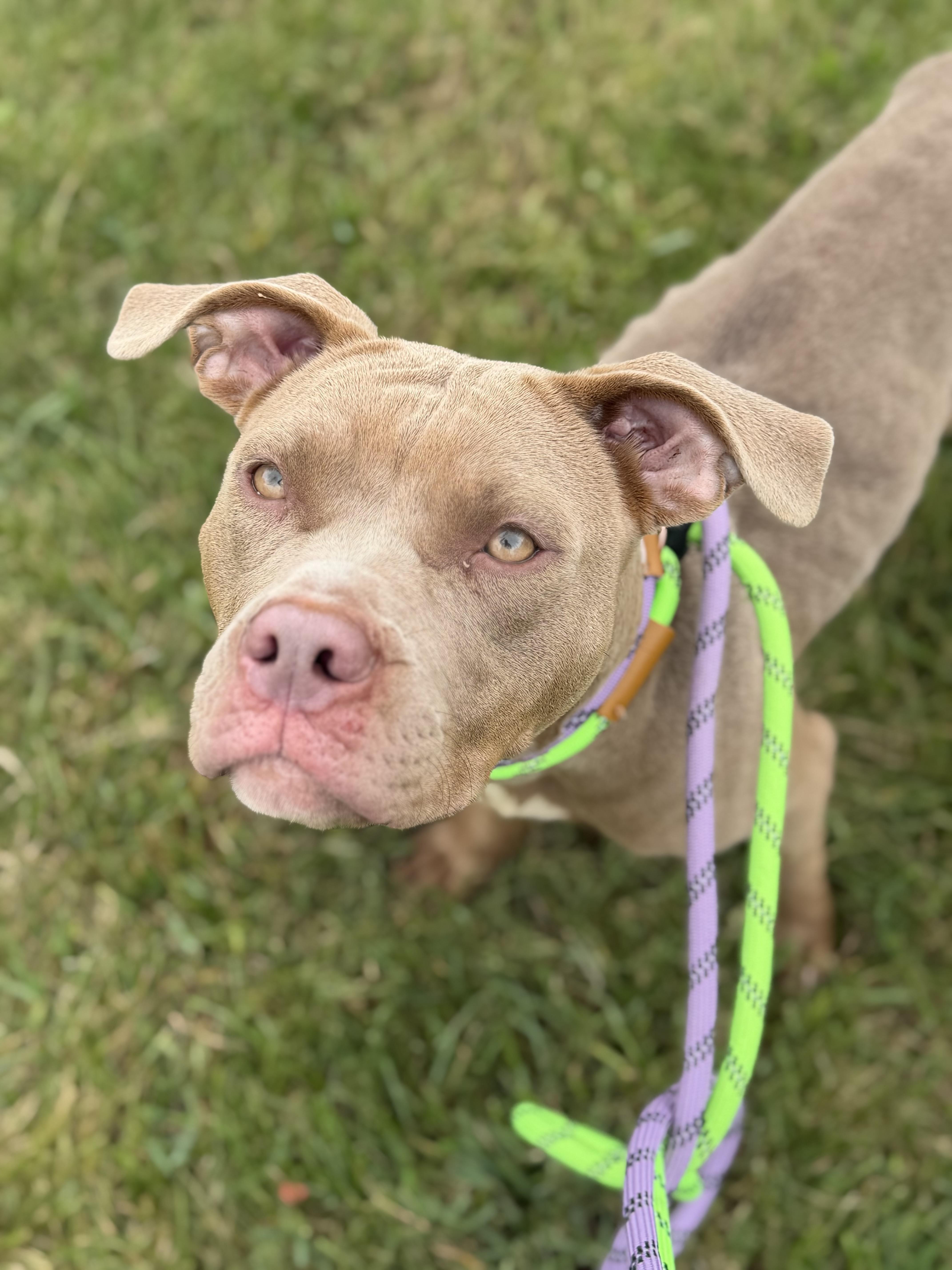 An adult medium-sized female Pit Bull Terrier dog named Clara for adoption in Mokena, IL