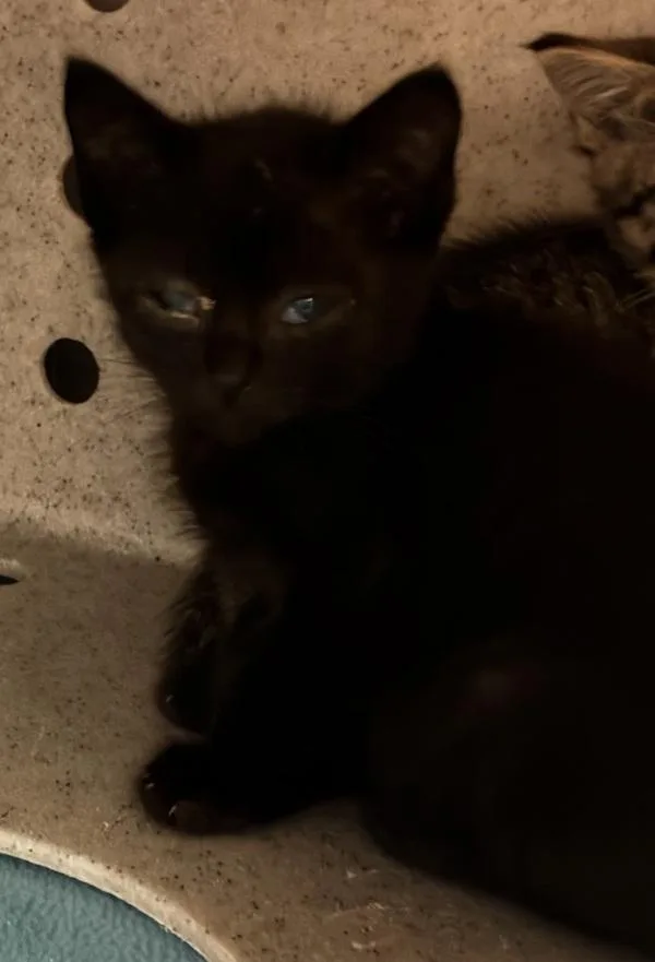 A baby small-sized female Domestic Short Hair cat named Princess Tiana Bonded for adoption in Silverdale, WA
