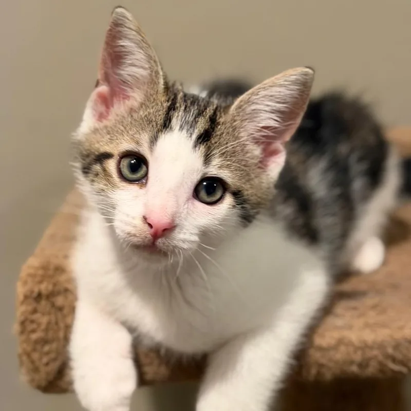 A baby small-sized male White Domestic Short Hair cat named Tokio for adoption in Roswell, GA