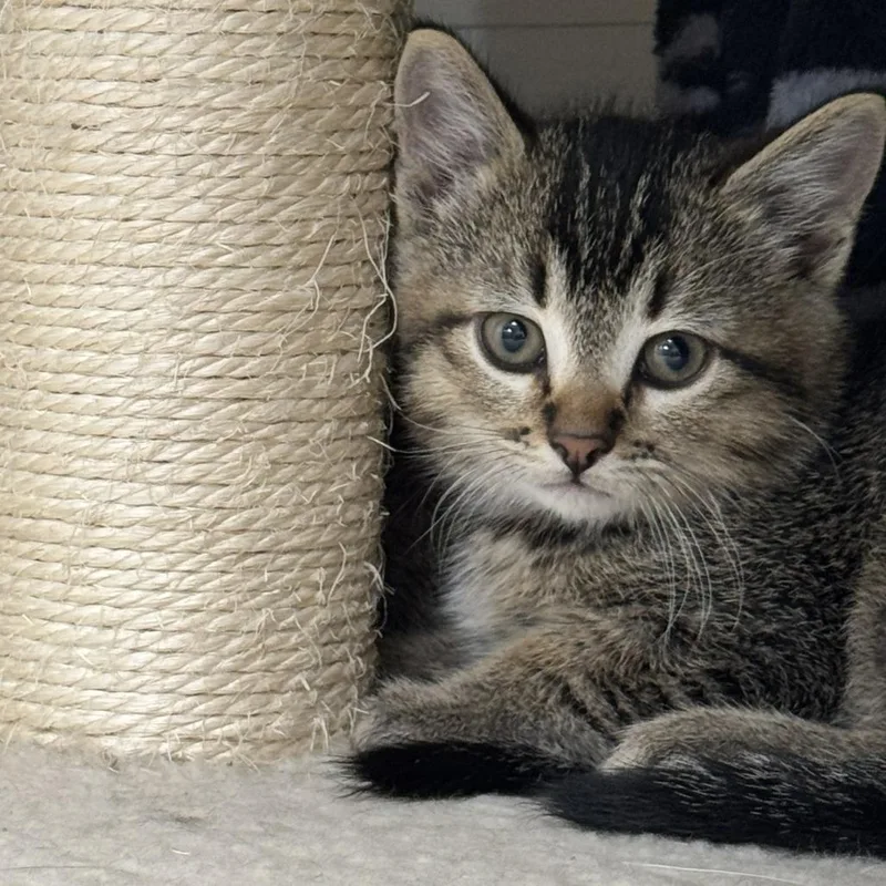 A baby small-sized male Brown / Chocolate Domestic Short Hair cat named Stars for adoption in Driggs, ID