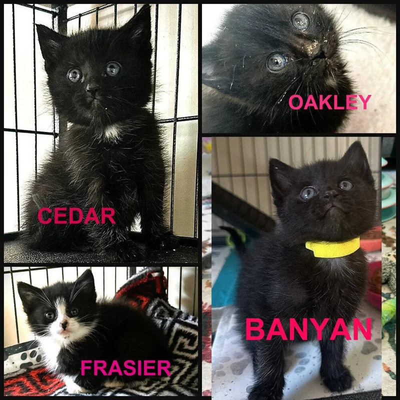 A baby small-sized male Black & White / Tuxedo Domestic Medium Hair cat named Frasier for adoption in Mooresville, NC