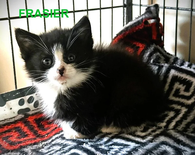 Frasier thumbnail 2