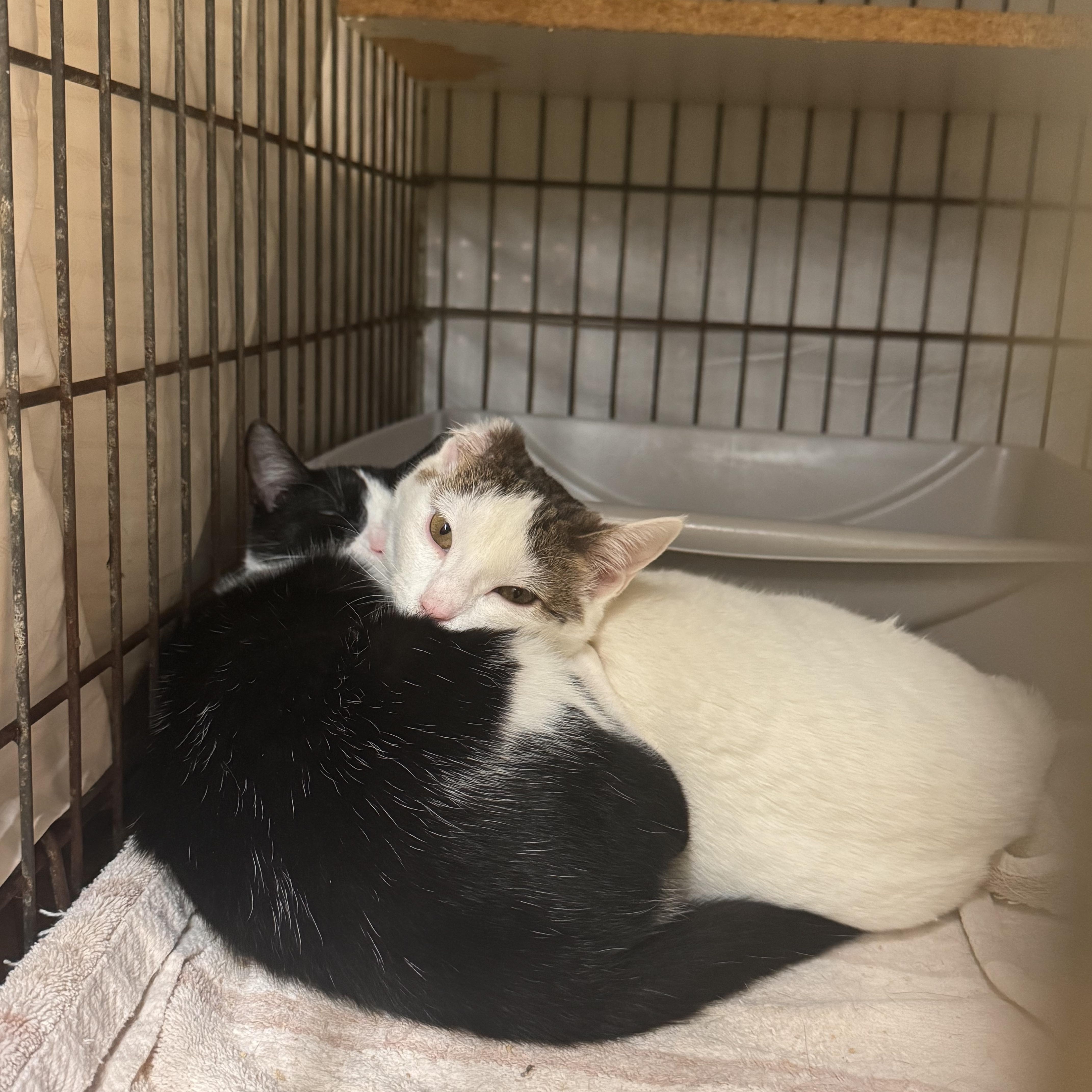 A young medium-sized male Black & White / Tuxedo Domestic Short Hair cat named Bailey for adoption in Memphis, TN