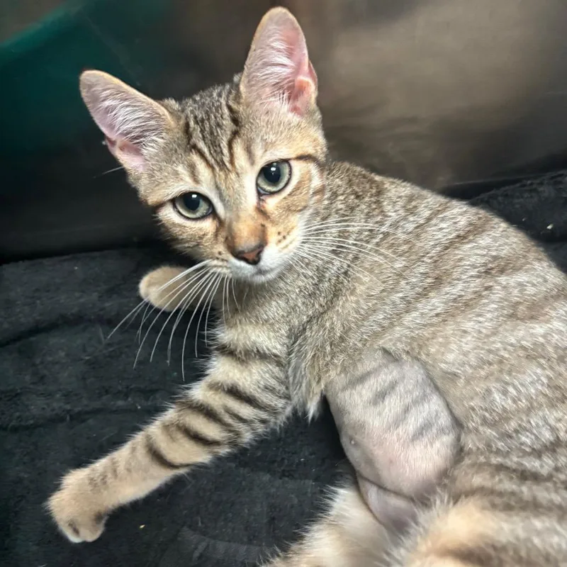 A baby small-sized female Brown / Chocolate Domestic Short Hair cat named Frenchie for adoption in Lakeland, FL