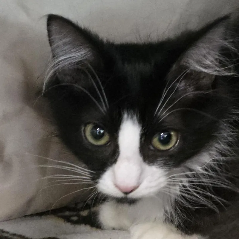 A baby small-sized female Black Domestic Long Hair cat named Bubbles Bonded with Pebbles for adoption in Kennebunk, ME