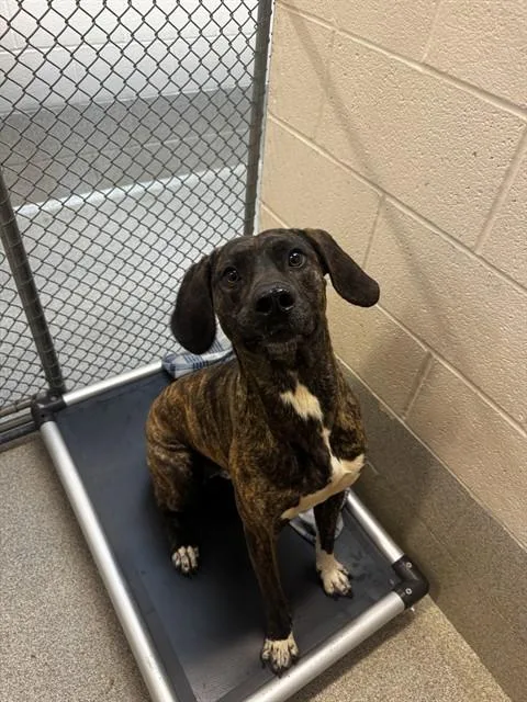 A young medium-sized male Hound dog named Whiskey for adoption in Statesville, NC