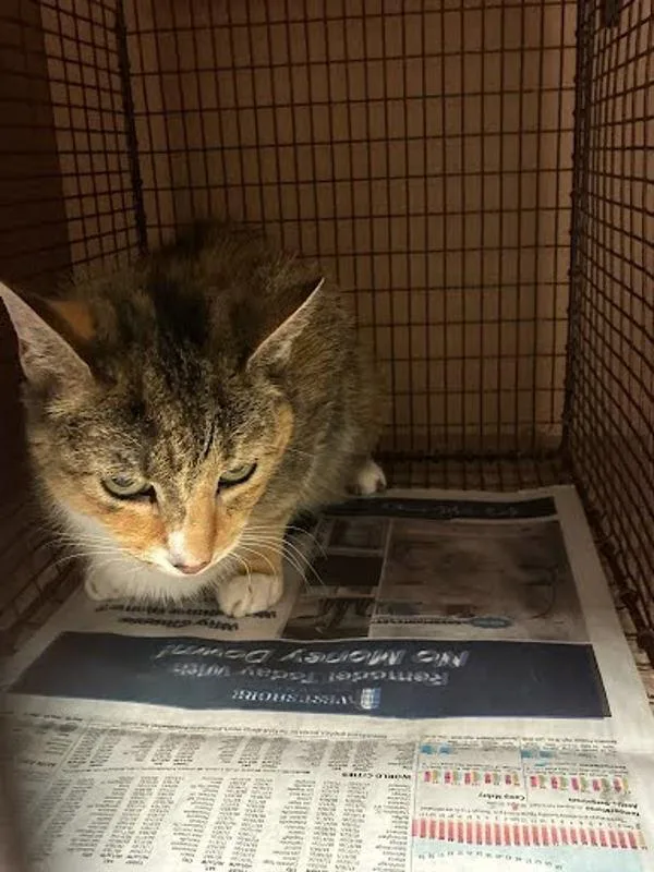 A senior small-sized female Domestic Short Hair cat named Athena for adoption in Austin, TX