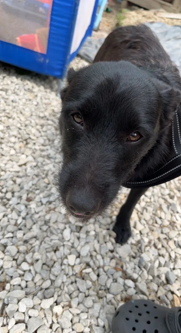 An adult medium-sized female Black Wirehaired Terrier dog named Bernice for adoption in Linton, IN