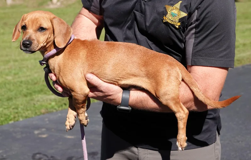 A young small-sized male Red / Chestnut / Orange Chiweenie dog named Ghoul MEDICAL HOLD for adoption in Millfield, OH