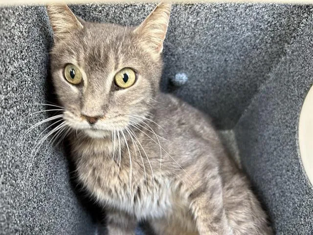 A senior medium-sized male Domestic Short Hair cat named Tommy for adoption in Grand Prairie, TX