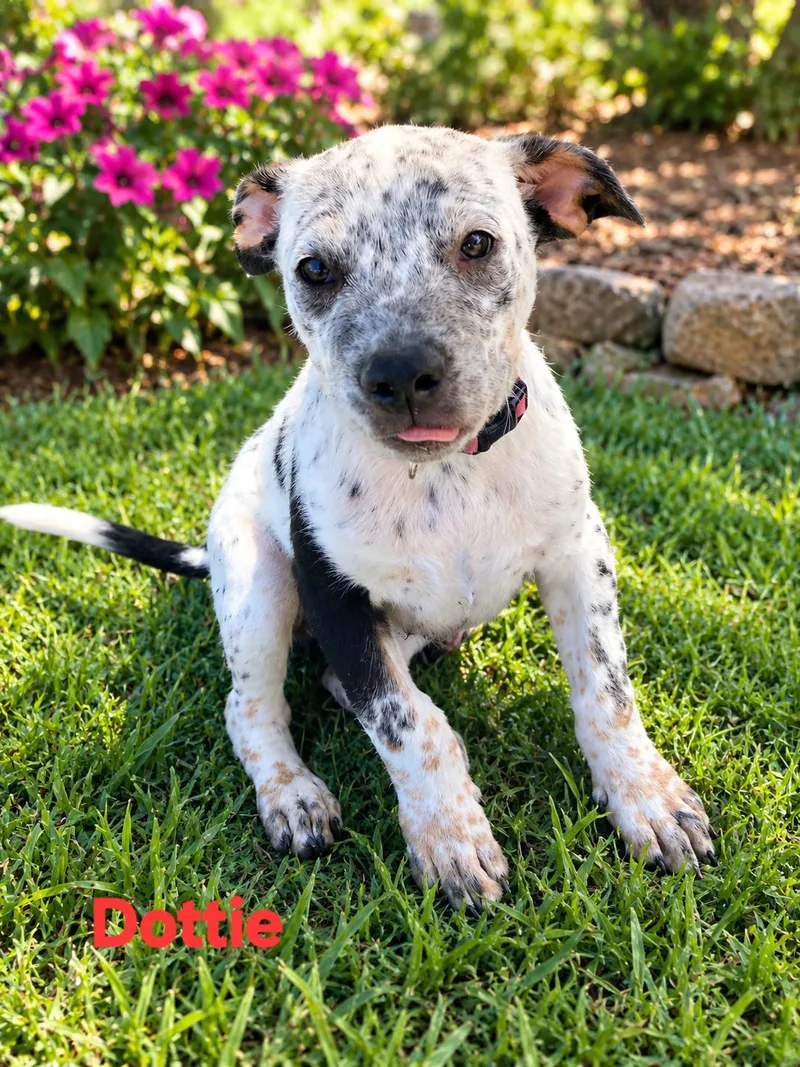 A baby medium-sized female German Shorthaired Pointer dog named Dottie for adoption in New Port Richey, FL