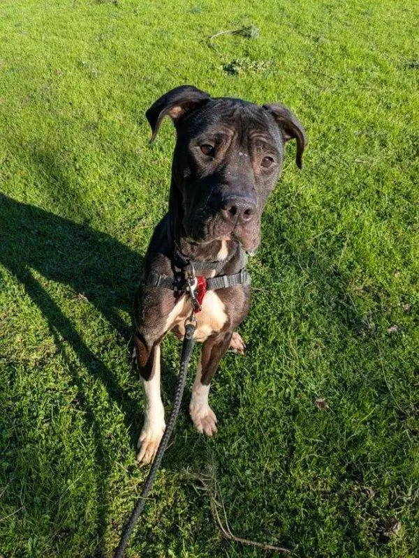 An adult medium-sized female Pit Bull Terrier dog named Bridget for adoption in Vancouver, WA
