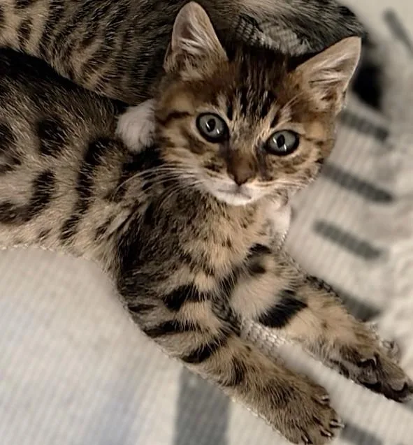 A baby small-sized female Domestic Short Hair cat named Emi for adoption in Sacramento, CA