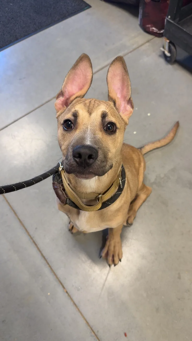 Rucker Roo thumbnail 2