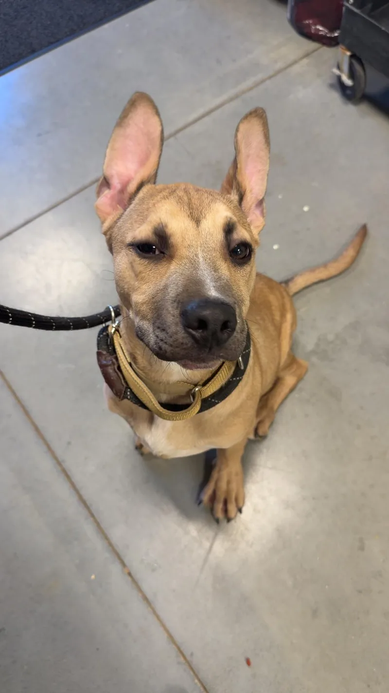 Rucker Roo thumbnail 3