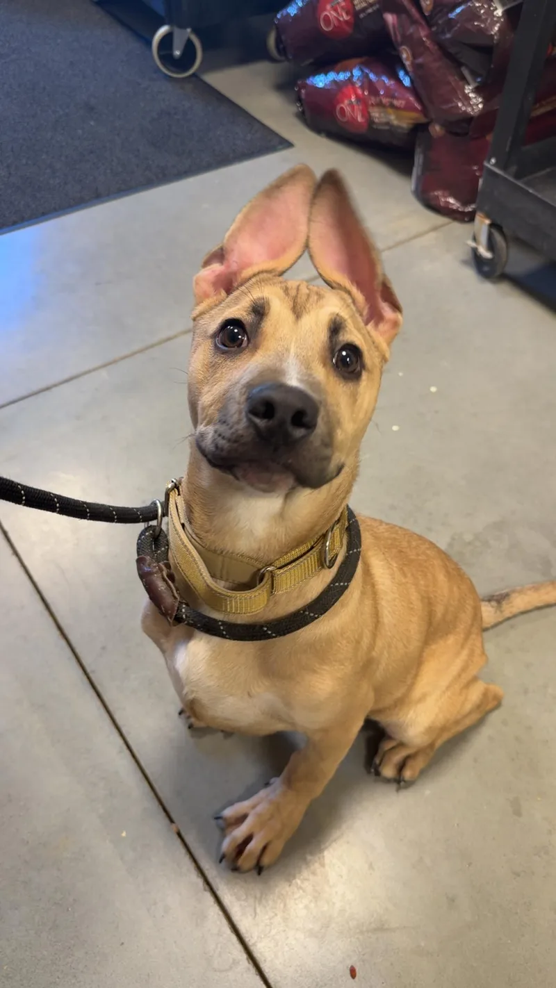 Rucker Roo thumbnail 5