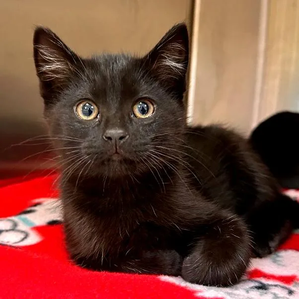 A baby small-sized male Black Domestic Short Hair cat named Floof for adoption in Woodinville, WA