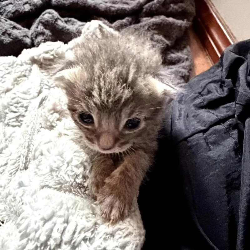 A baby small-sized male Gray / Blue / Silver Domestic Short Hair cat named Sahara for adoption in Long Beach, CA