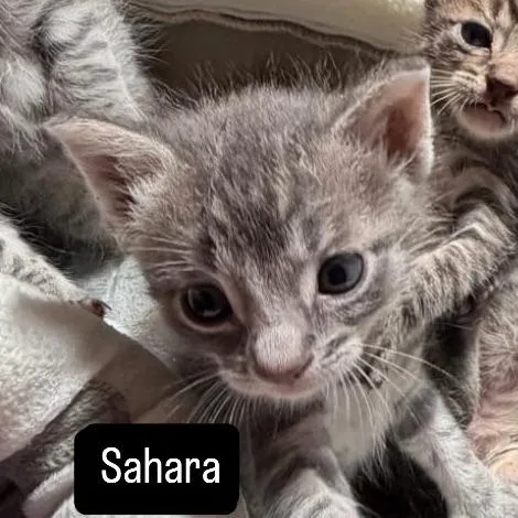 Sahara thumbnail 3