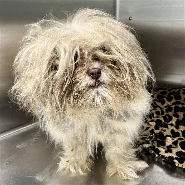 A senior small-sized male Shih Tzu dog named Sherman for adoption in Tavares, FL