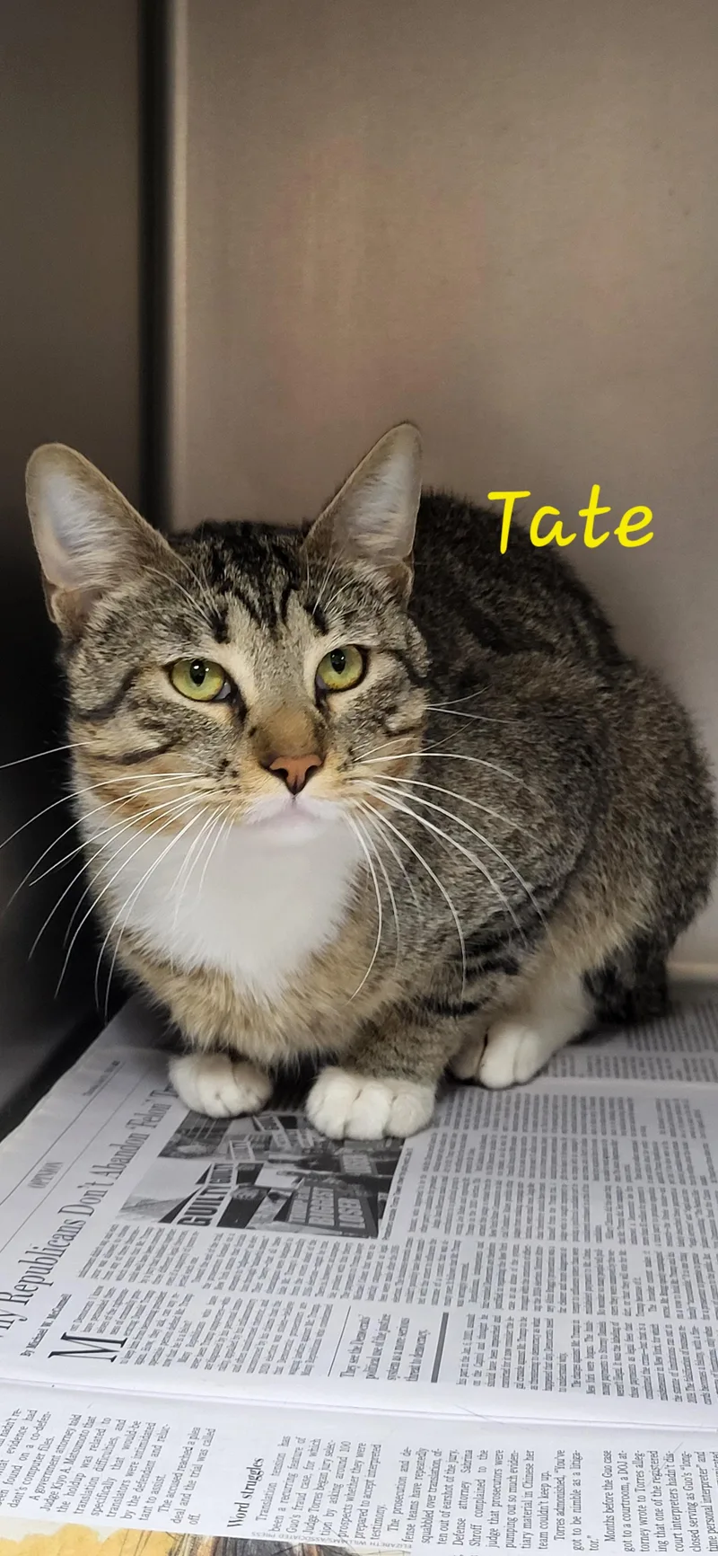 An adult medium-sized male Tabby (Buff / Tan / Fawn) Domestic Short Hair cat named Tate for adoption in Marion, MS