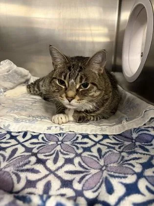 An adult large-sized male Domestic Short Hair cat named Silkie for adoption in Lowell, MA