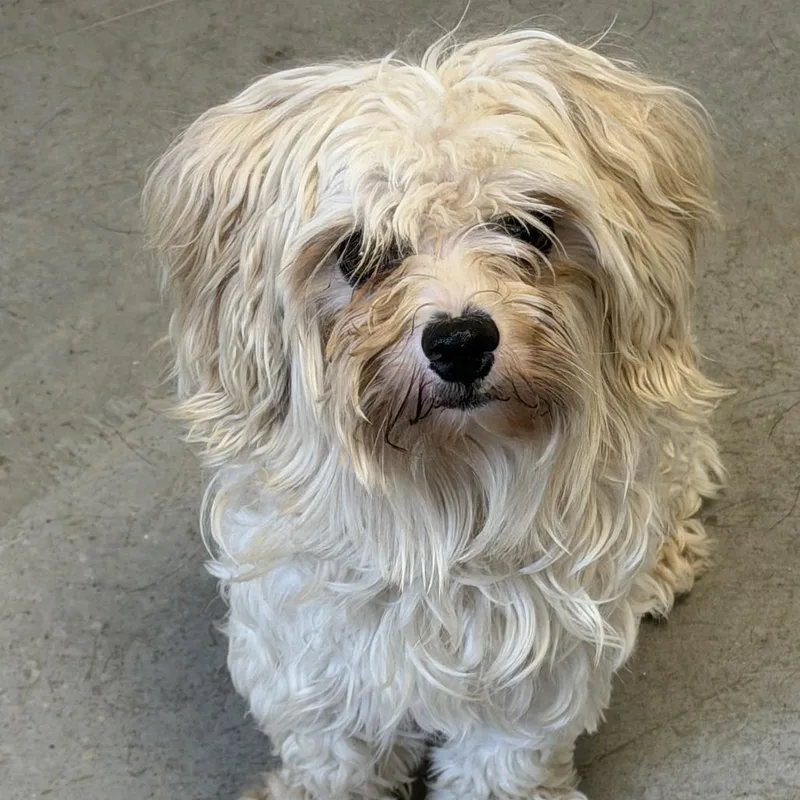 An adult small-sized male White / Cream Maltese dog named Salt for adoption in Rifle, CO
