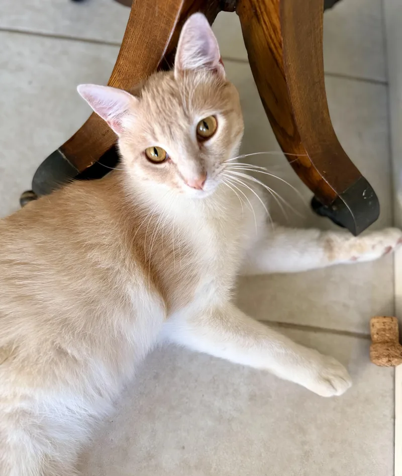 A young medium-sized male Domestic Short Hair cat named Garfield for adoption in San Rafael, CA