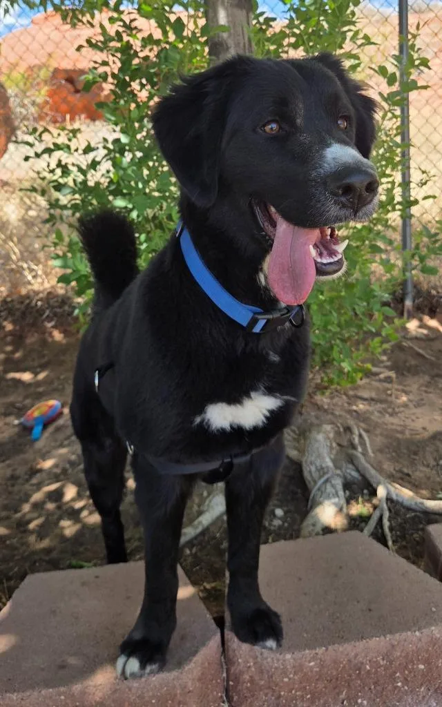 A young medium-sized male Bernese Mountain Dog dog named Davey for adoption in Saint George, UT