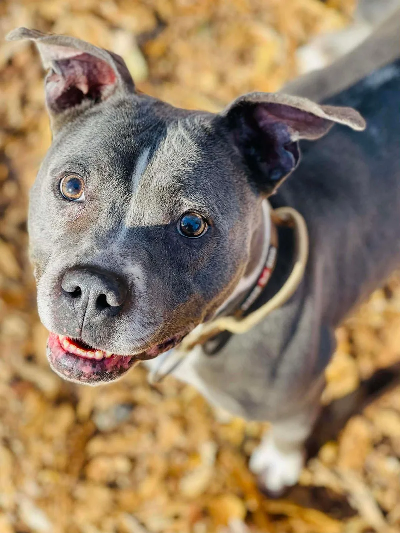 An adult medium-sized female Pit Bull Terrier dog named Jelly Bean for adoption in Social Circle, GA