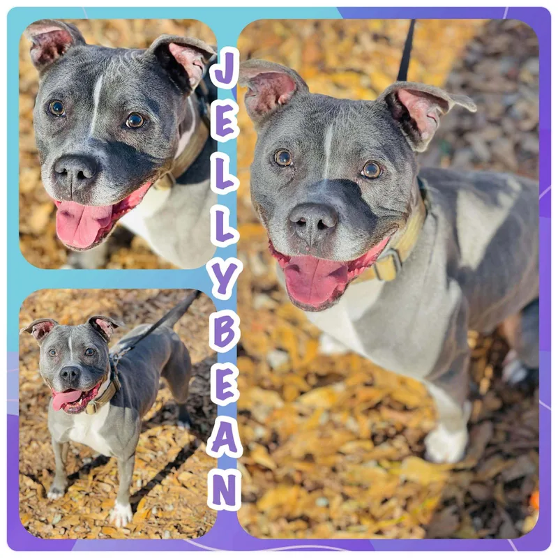 Jelly Bean thumbnail 3