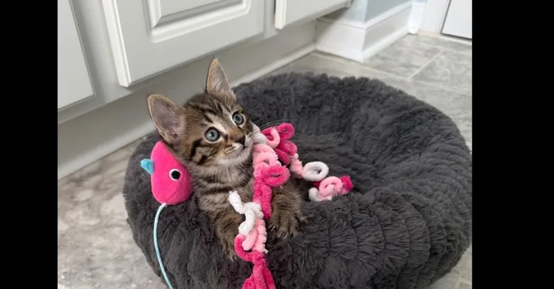 A baby small-sized male Domestic Short Hair cat named Luke for adoption in Henrico, VA