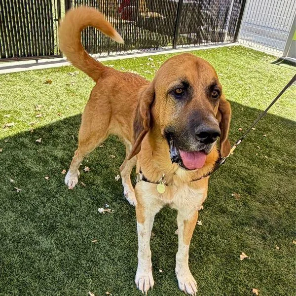 An adult extra large-sized male Bloodhound dog named Jimothy for adoption in Walnut Creek, CA