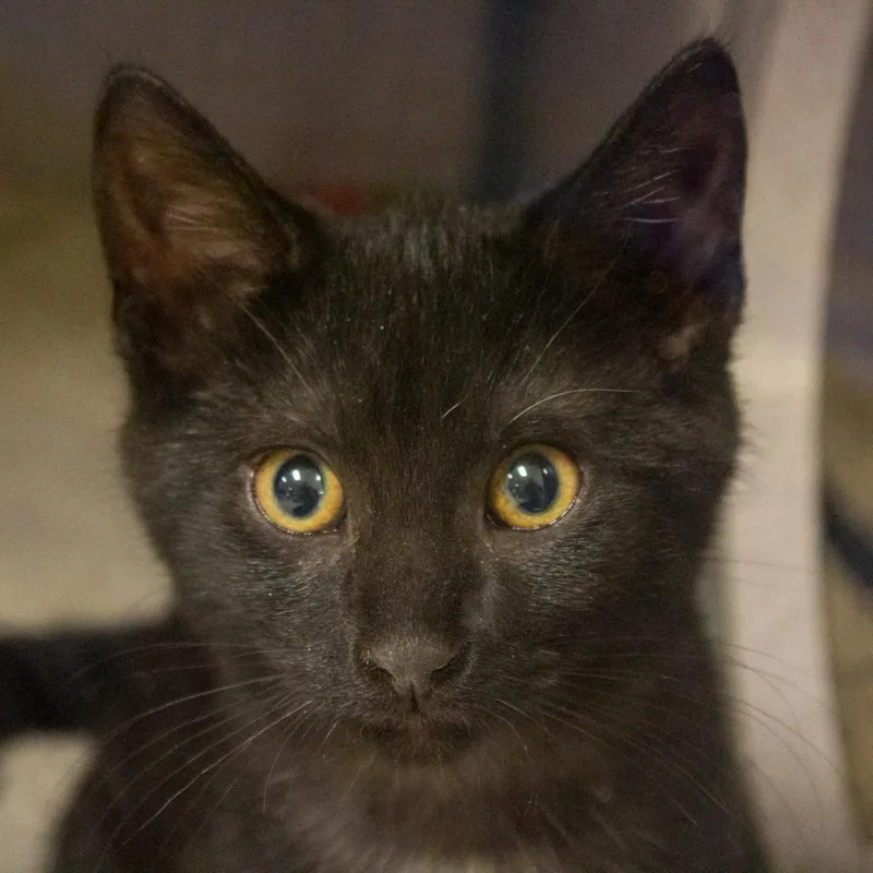 An adult large-sized female Black Domestic Short Hair cat named Stella for adoption in Evansville, IN