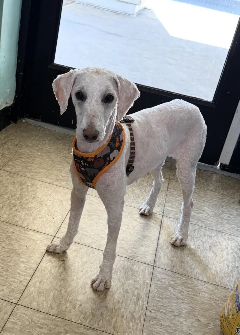 An adult small-sized female White / Cream Poodle dog named Blanca for adoption in Ozone Park, NY