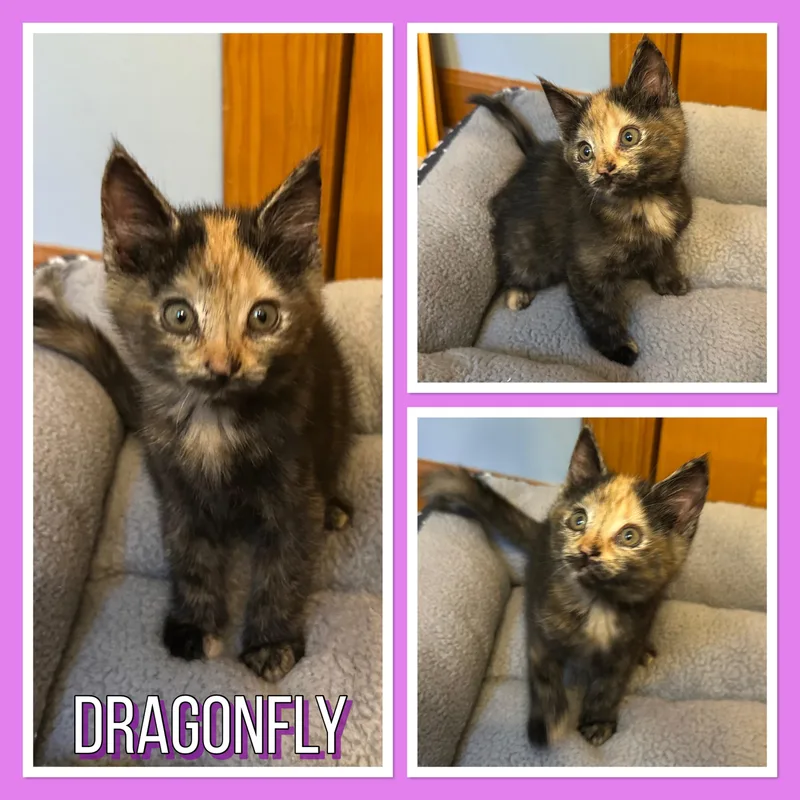 A baby medium-sized female Domestic Medium Hair cat named Dragonfly for adoption in Andover, CT